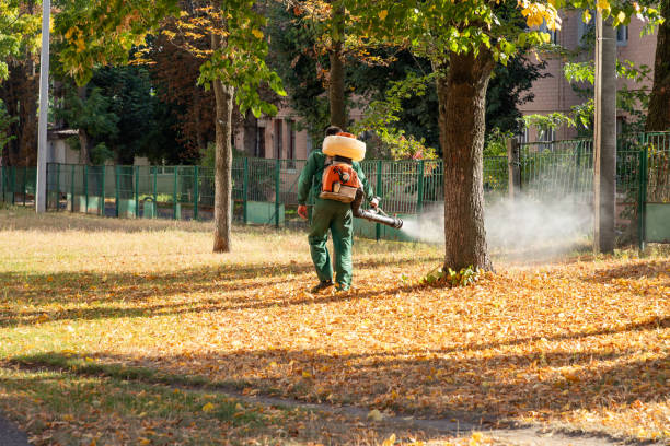 Best Flea Control Services  in Lake Montezuma, AZ