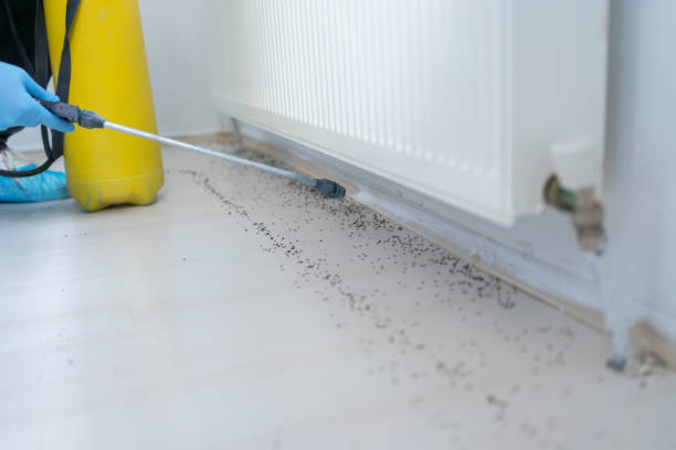 Best Residential Pest Control  in Lake Montezuma, AZ