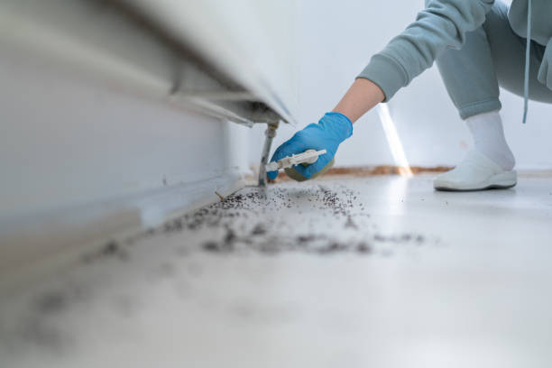 Professional Pest Control in Lake Montezuma, AZ